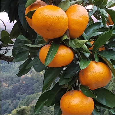 (古果園)有機・有田みかん 約3kg　【ギフト_のしシール可】