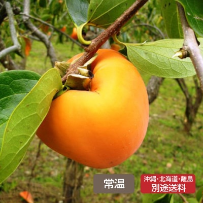 (mebki farm)山梨県産 甲州百目柿「眠りひめ」約2kg(5～6玉)【ギフト_ のしシール可】