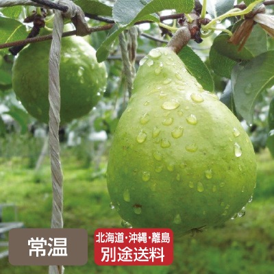 (さんさんファーム)長野県産 洋梨「ラ・フランス」約3㎏(8～10玉)【ギフト_のし短冊可・名入れ不可】