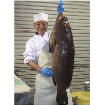 (福井鮮魚)天然クエ鍋 500g 【送料無料】【ギフト_のし可、名入れ不可】