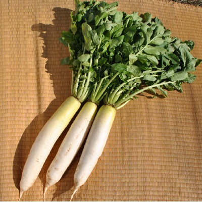 (NLS)国産大根(ふじ宮重)約20粒