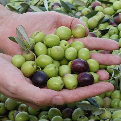 (むそう)オーガニックエクストラバージンオリーブ(Olivalle)460g