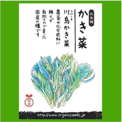 (NLS)国産川島かき菜約500粒