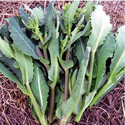 (NLS)国産川島かき菜約500粒