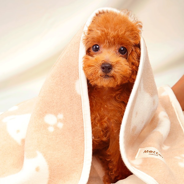 犬用便利グッズ 犬用ブランケット クマ柄 オーガニックコットンのミュッター