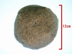 ���Ѥ������ڤ���Ѥ��