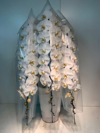 胡蝶蘭白3本立｜すべての商品｜むつ美花店