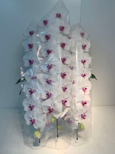 胡蝶蘭赤白3本立｜すべての商品｜むつ美花店