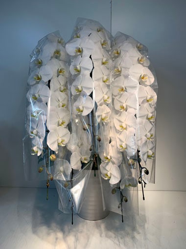 最高級胡蝶蘭白5本立｜すべての商品｜むつ美花店