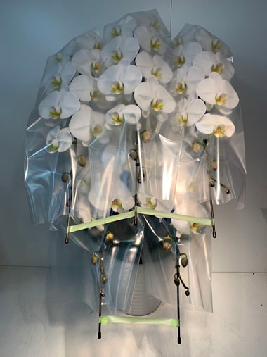 胡蝶蘭白5本立｜すべての商品｜むつ美花店