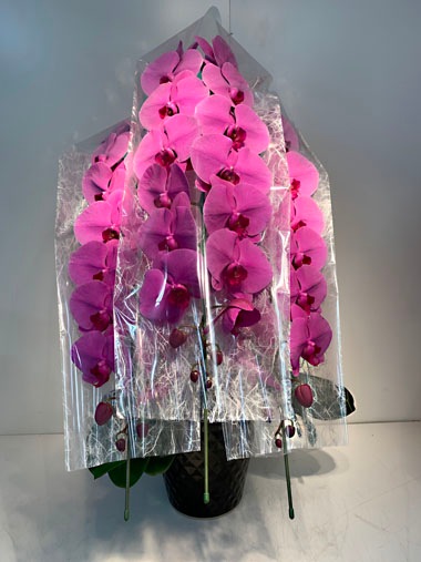 胡蝶蘭ピンク3本立｜すべての商品｜むつ美花店