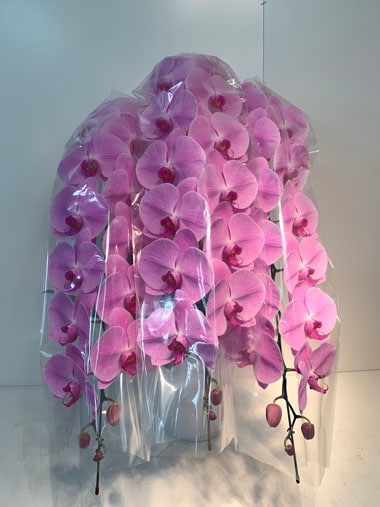 胡蝶蘭ピンク3本立｜すべての商品｜むつ美花店