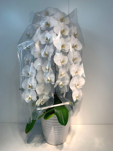 胡蝶蘭白3本立｜すべての商品｜むつ美花店