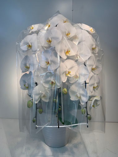 胡蝶蘭白3本立｜すべての商品｜むつ美花店