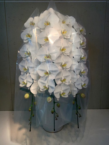 胡蝶蘭3本立｜すべての商品｜むつ美花店