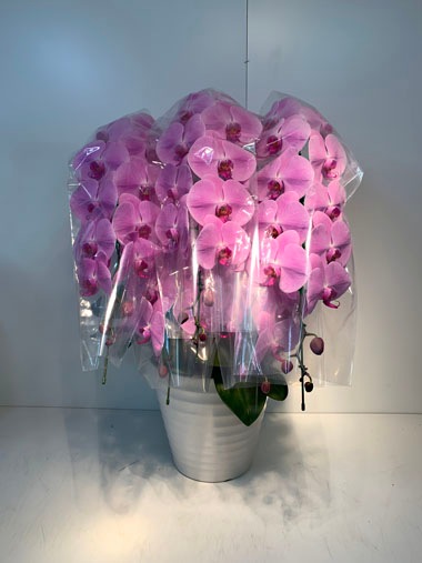 胡蝶蘭ピンク5本立｜すべての商品｜むつ美花店