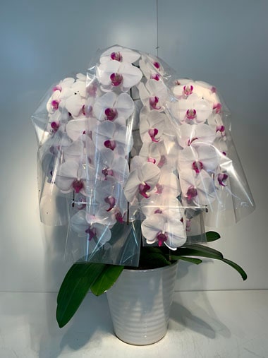 胡蝶蘭赤白5本立｜すべての商品｜むつ美花店