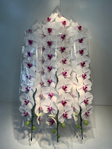 胡蝶蘭赤白3本立｜すべての商品｜むつ美花店