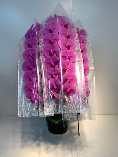 胡蝶蘭ピンク3本立｜胡蝶蘭｜むつ美花店