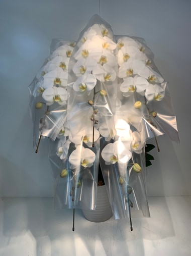 最高級胡蝶蘭白5本立｜すべての商品｜むつ美花店