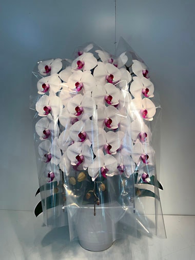 胡蝶蘭赤白3本立｜胡蝶蘭｜むつ美花店