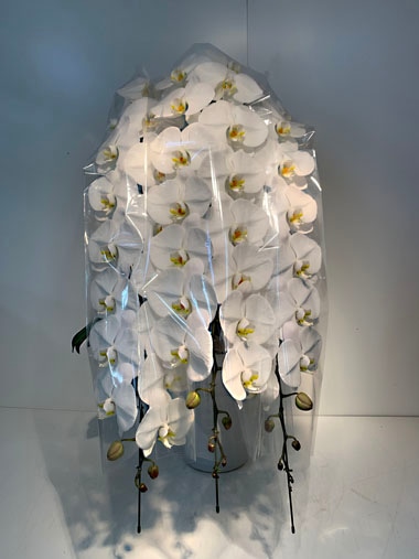 最高級胡蝶蘭3本立｜胡蝶蘭｜むつ美花店