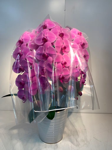 胡蝶蘭ピンク3本立｜胡蝶蘭｜むつ美花店