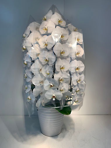 胡蝶蘭3本立｜すべての商品｜むつ美花店