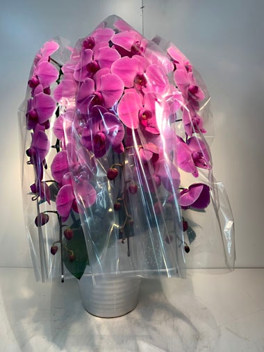 胡蝶蘭ピンク3本立｜すべての商品｜むつ美花店