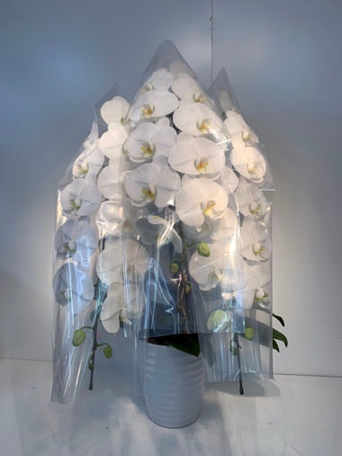 胡蝶蘭3本立｜すべての商品｜むつ美花店