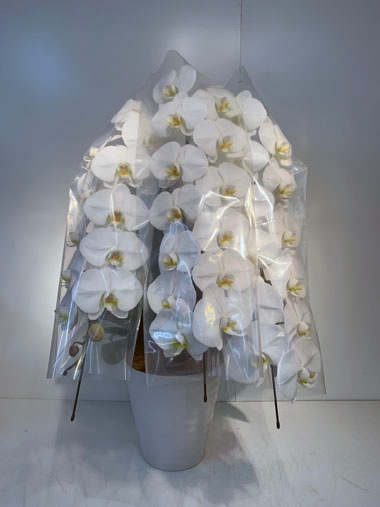 胡蝶蘭3本立｜すべての商品｜むつ美花店