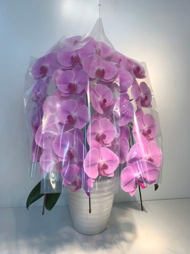 胡蝶蘭ピンク3本立｜すべての商品｜むつ美花店