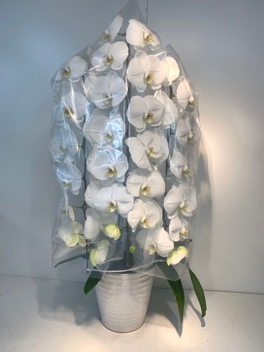 胡蝶蘭3本立｜すべての商品｜むつ美花店