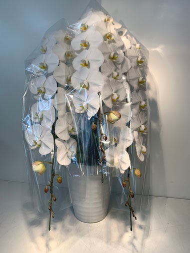 最高級胡蝶蘭3本立｜すべての商品｜むつ美花店