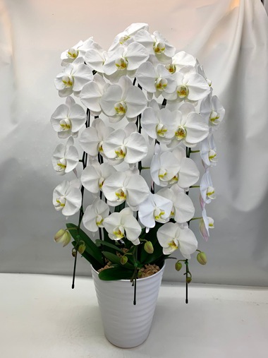 胡蝶蘭白3本立｜すべての商品｜むつ美花店