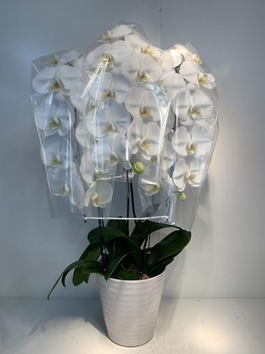 胡蝶蘭白3本立｜すべての商品｜むつ美花店