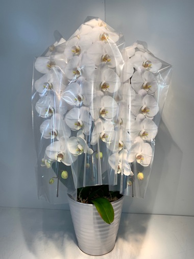 胡蝶蘭白3本立｜すべての商品｜むつ美花店
