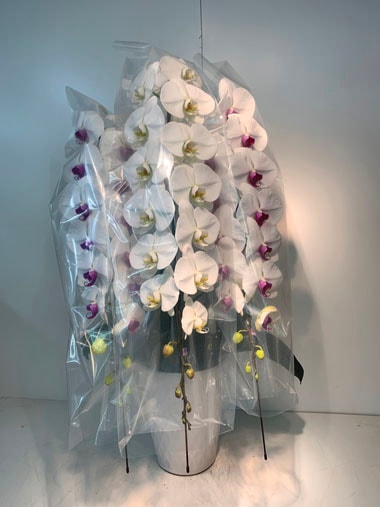 胡蝶蘭複色3本立｜すべての商品｜むつ美花店