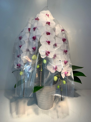 胡蝶蘭赤白3本立｜すべての商品｜むつ美花店