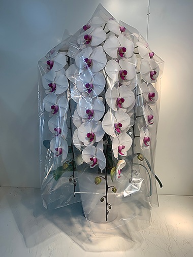 胡蝶蘭赤白3本立｜すべての商品｜むつ美花店