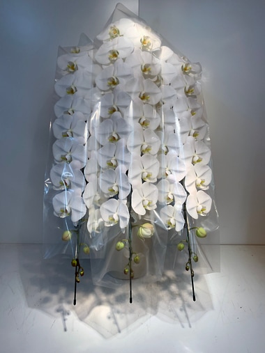 最高級胡蝶蘭3本立｜すべての商品｜むつ美花店