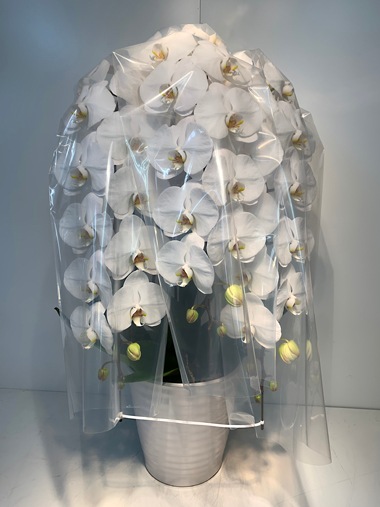 胡蝶蘭白3本立｜すべての商品｜むつ美花店