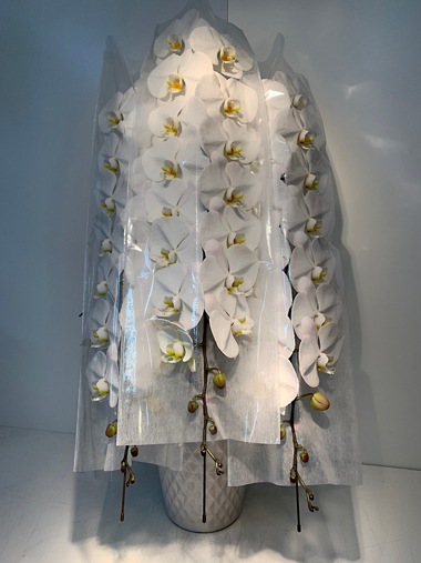 最高級胡蝶蘭3本立｜すべての商品｜むつ美花店