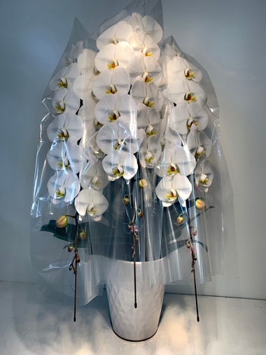 最高級胡蝶蘭3本立｜すべての商品｜むつ美花店