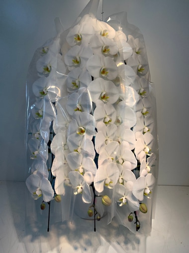 最高級胡蝶蘭白3本立｜すべての商品｜むつ美花店