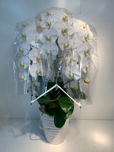 胡蝶蘭白3本立｜すべての商品｜むつ美花店