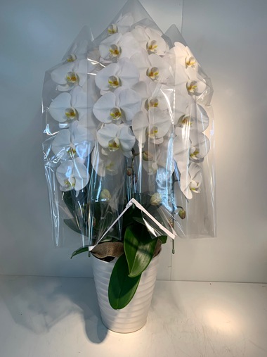 胡蝶蘭白3本立｜すべての商品｜むつ美花店