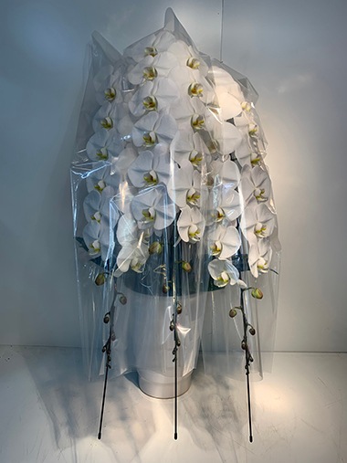 最高級胡蝶蘭白3本立｜すべての商品｜むつ美花店