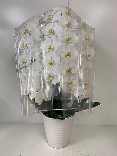 胡蝶蘭3本立｜すべての商品｜むつ美花店