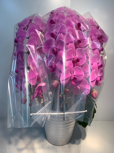 胡蝶蘭ピンク3本立｜すべての商品｜むつ美花店